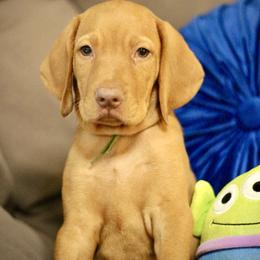 Little Green Man - Golden rust male Vizsla puppy in Bloomington, Indiana from Envizion