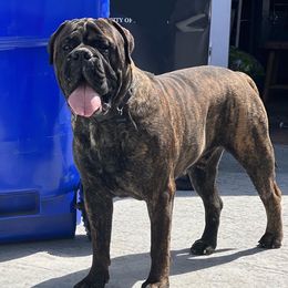 Titan - Bullmastiff