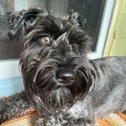 Raptor - Miniature Schnauzer