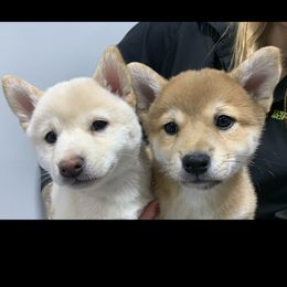 Shiba Inu Puppies from Fairyland Shibas