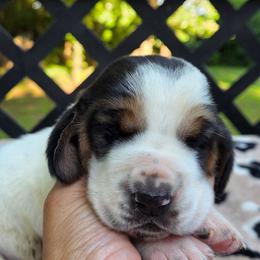 Yuri - Black white and brown female Basset Hound puppy in Denison, Texas from Emma Lou's Baby Bassets