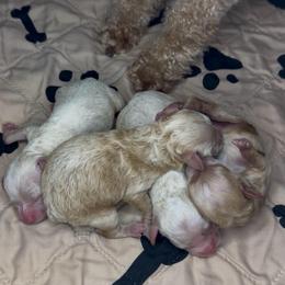 Girl 1 - Cream female Goldendoodle puppy in Hot Springs, Arkansas from Hot Springs Kennels