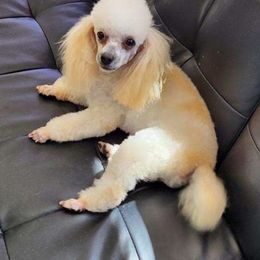 Timmy - Poodle