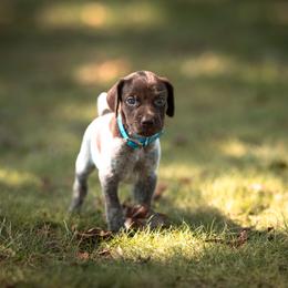 Boo (please fill out an application if interested) - Liver roan male German Shorthaired Pointer puppy in Greensburg, Kentucky from Nosam Kennels- Hungarian Vizslas, and German Shorthairs Located in Kentucky