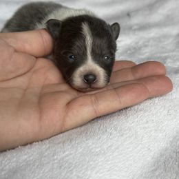 Girl 1 - Blue parti female Pomeranian puppy in El Sobrante, California from Little Lovers Kennels, LLC