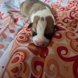 Boy one - Red male Pembroke Welsh Corgi puppy in White Sulfur Springs, Montana from Montana Shorties