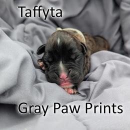 Taffyta - Gray Paw Prints - Brindle female Boxer puppy in Sherrill, Iowa from Balltown Boxers
