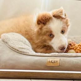 Lilac male vet check done) - Lilac male Border Collie puppy in Apple Valley, California from Flying S Ranch Border Collies