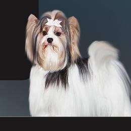 Tia - Biewer Terrier