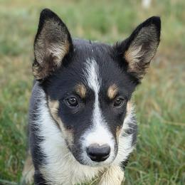 Boy 3 - male Border Collie puppy in Strafford, Vermont from Thundering Paws Farm Working Collies