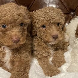 Labradoodles from Labradoodlebabies