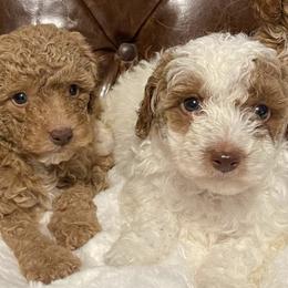 Labradoodles from Labradoodlebabies