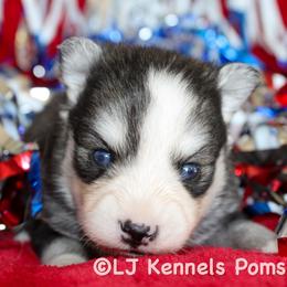 Speedo - Black and white male Pomsky puppy in Centerville, Iowa from LJ Kennels Pomskies, LLC