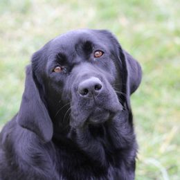 Shelia - Labrador Retriever