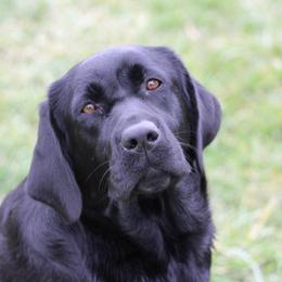 Shelia - Labrador Retriever