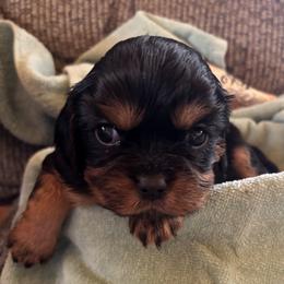 Red Collar Male - Black and tan male Cavalier King Charles Spaniel puppy in Mcgregor, Minnesota from Country Cavaliers