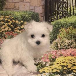 Jasmine - White female Maltese puppy in North Myrtle Beach, South Carolina from Perfect Puppies