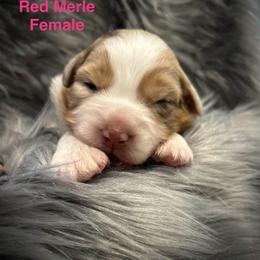 RMF - Red merle female Australian Shepherd puppy in Lakeside, Montana from Saddle Peak Aussies
