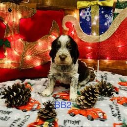 BB2 - Tri-Roan male English Springer Spaniel puppy in Britton, South Dakota from K&S Canines