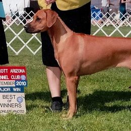 Rhodesian Ridgeback Puppies from Aziza Ridgebacks