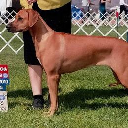 Rhodesian Ridgeback Puppies from Aziza Ridgebacks