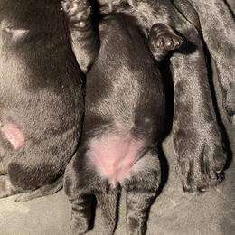 Labrador Retriever Puppies from Viklan Labradors