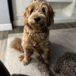 Lucy - Goldendoodle
