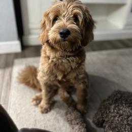 Lucy - Goldendoodle