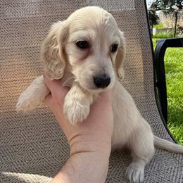 Boy 2 - Cream male Dachshund puppy in Walla Walla Valley, Oregon from English Cream Dachshunds