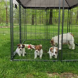 Russell Terrier Puppies from White River Kennel