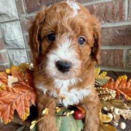 Dopey (7 dwarfs theme) - Red  male Goldendoodle puppy in Ozark, Missouri from Halo Doodles