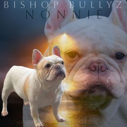 Nonnie - French Bulldog