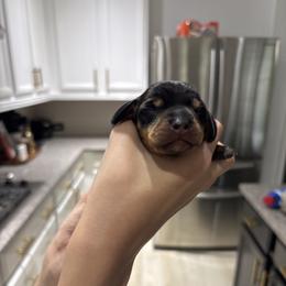 Hunter - Black and tan male Dachshund puppy in Tomball, Texas from Gutierrez House of Doxies