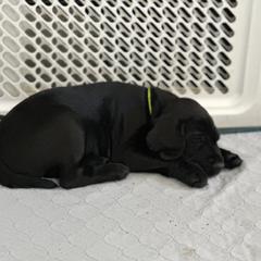 Pudelpointer Puppies from High Power Pudelpointers