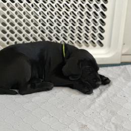 Pudelpointer Puppies from High Power Pudelpointers