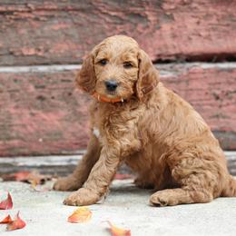Jack Skeleton - de Orange collar - Apricot male Goldendoodle puppy in Puyallup, Washington from Dawnie’s Doodles
