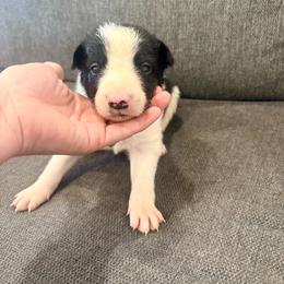 Bo - Black and white male Border Collie puppy in Taylor, Arizona from Vowell Farm Border Collies
