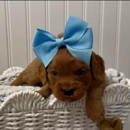 Little Poppy - Red female Cavapoo puppy in Knoxville, Tennessee from Dukes Forever Doodles
