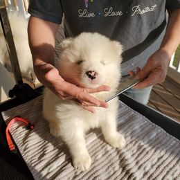 Samoyed Puppies from White Sea Samoyeds
