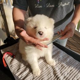 Samoyed Puppies from White Sea Samoyeds