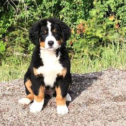 Bernese Mountain Dog Puppies from Sweet Pea Doodles