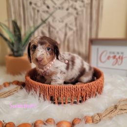 Dachshund Puppies from Brown's Valley Dachshunds