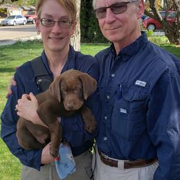 Labrador Retriever Puppies from Rick's Retrievers