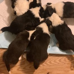 Cardigan Welsh Corgi Puppies from Luxe Cardigan Welsh Corgis