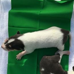 Boy 5 - male Collie puppy in St Stephens, Wyoming from Desert Kennels