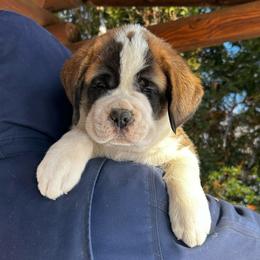 Orange Collar - Brown and white male Saint Bernard puppy in New York from Johnson Farms