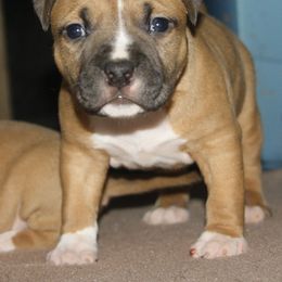 American Staffordshire Terrier Puppies from Emerald Creek Kennel