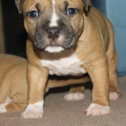 American Staffordshire Terrier Puppies from Emerald Creek Kennel