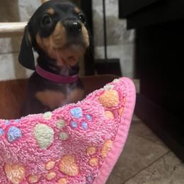 G1 - Black and tan female Dachshund puppy in Hartford, Tennessee from My Forever Baby