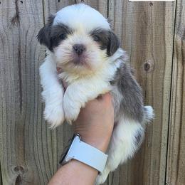 George Harrison - Red Collar - Blue and white male Shih Tzu puppy in Wymore, Nebraska from RVK Bulldogs & Shih-Tzus